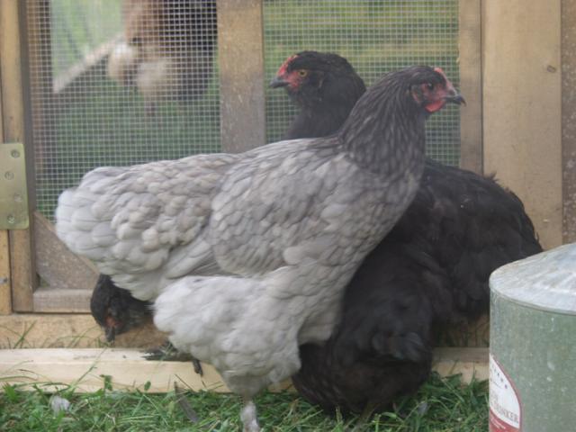 66404_p9066911.jpg