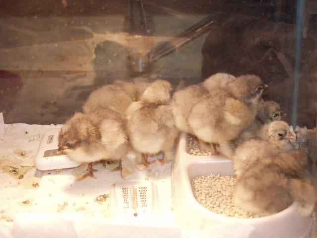 66404_pb047620.jpg