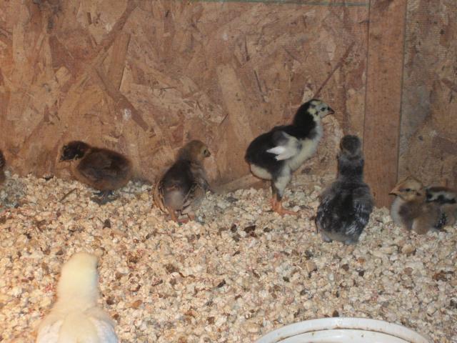 66431_lauren_and_chickies_038.jpg
