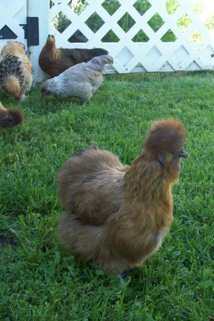66450_all_chickens.jpg