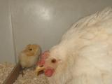 66455_may15th-1st_baby_of_my_1st_broody_001.jpg