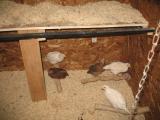 66455_november_24th_new_chicks_brooder_box_006.jpg