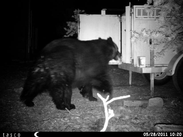 66464_bear2_005.jpg