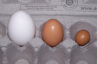 66464_chickies82610_002.jpg