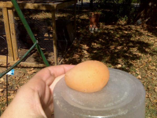 66469_softshell_egg.jpg