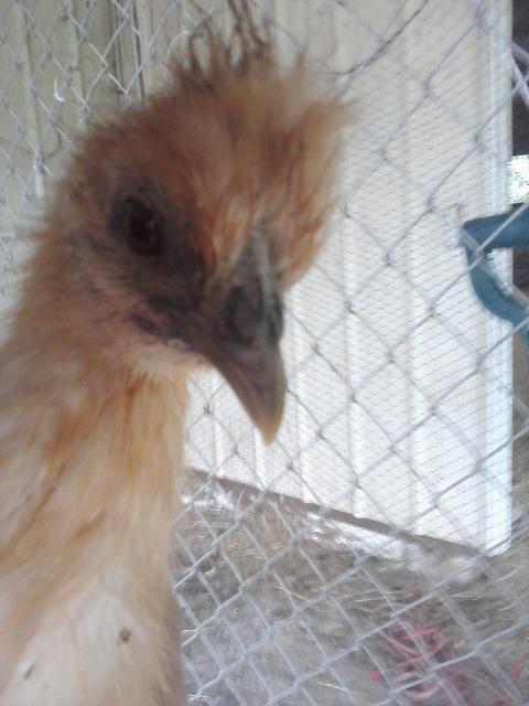 66562_chick_pics_from_phone_043.jpg