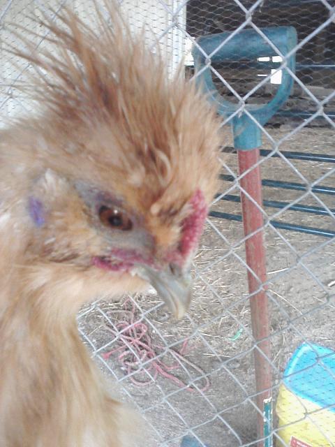 66562_chick_pics_from_phone_044.jpg