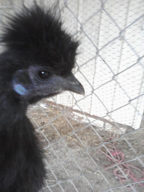 66562_chick_pics_from_phone_045.jpg