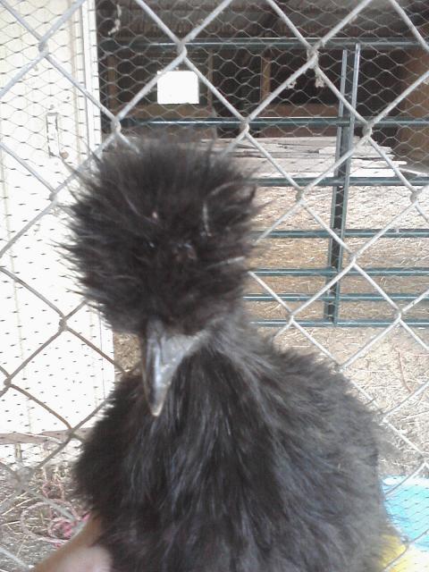 66562_chick_pics_from_phone_046.jpg