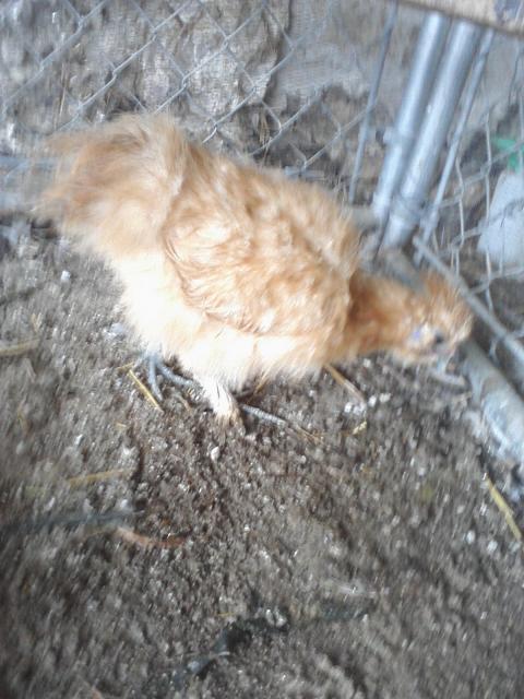 66562_chick_pics_from_phone_048.jpg