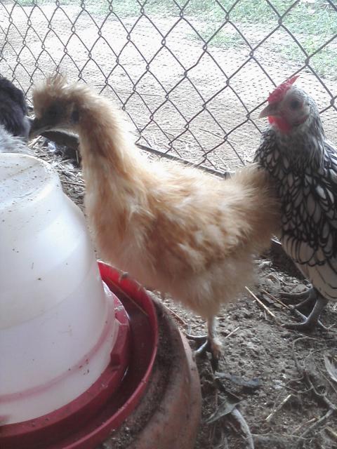 66562_chick_pics_from_phone_049.jpg