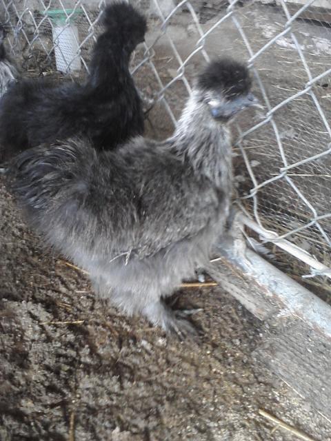 66562_chick_pics_from_phone_050.jpg