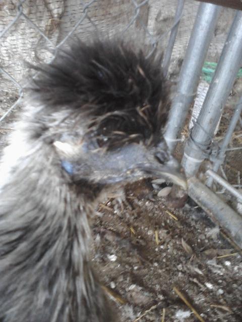 66562_chick_pics_from_phone_051.jpg