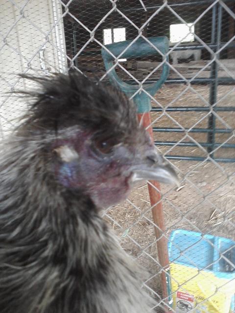 66562_chick_pics_from_phone_055.jpg