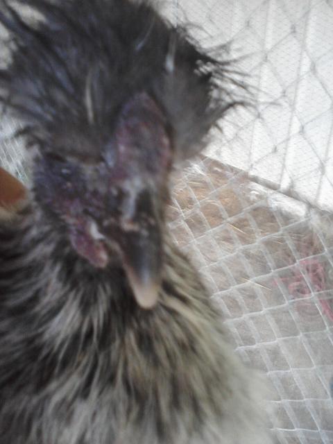 66562_chick_pics_from_phone_056.jpg
