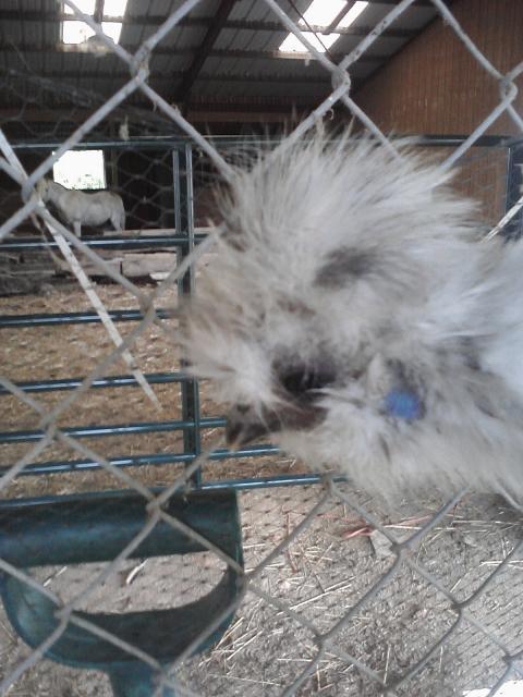 66562_chick_pics_from_phone_057.jpg