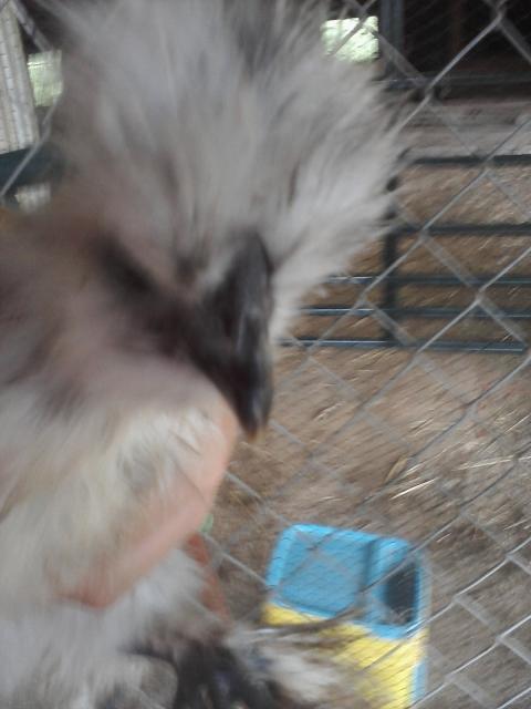 66562_chick_pics_from_phone_058.jpg