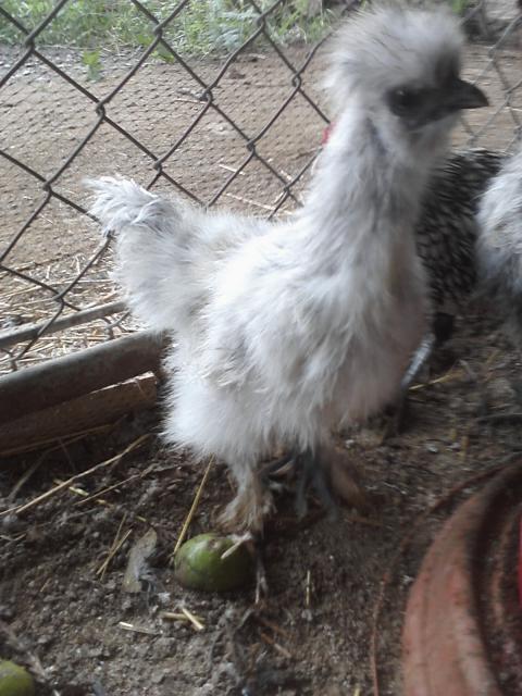 66562_chick_pics_from_phone_059.jpg