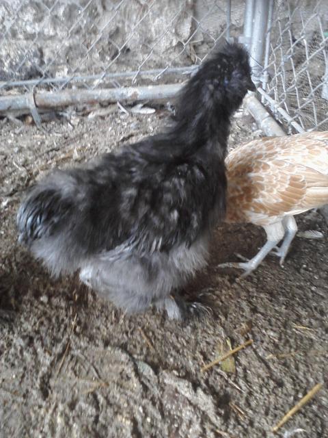 66562_chick_pics_from_phone_060.jpg