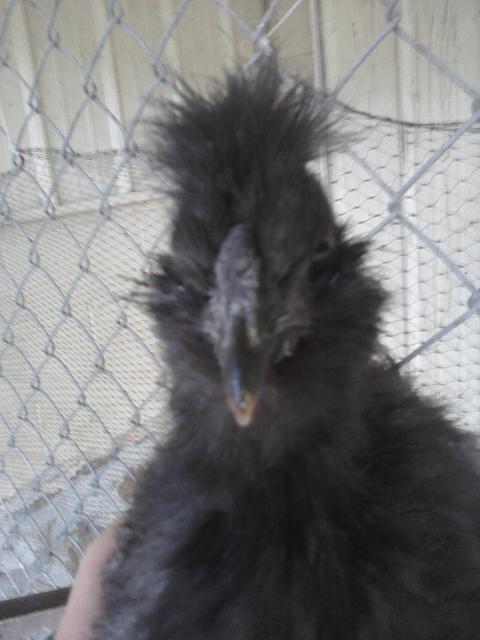 66562_chick_pics_from_phone_061.jpg