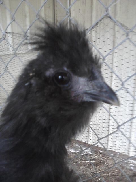66562_chick_pics_from_phone_062.jpg