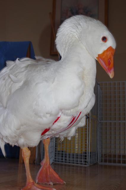 66568_american_goose_1.jpg