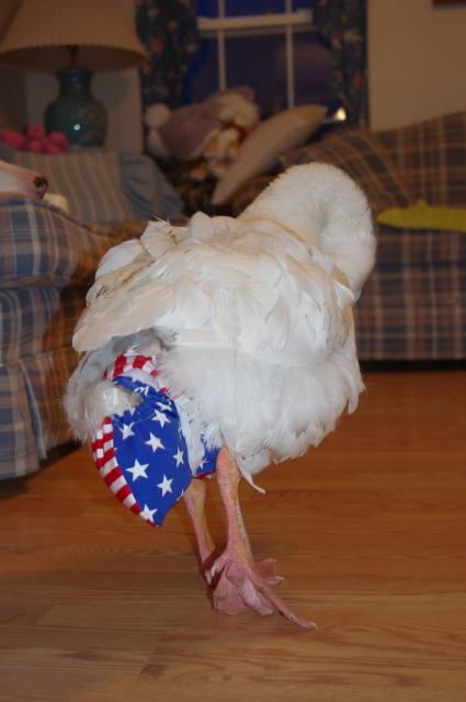 66568_american_goose_7.jpg