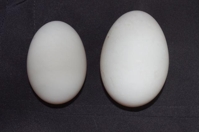 66568_double_yolk_2.jpg