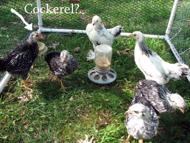 66612_chicken1.jpg