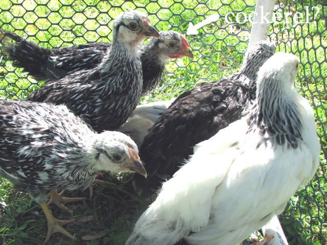 66612_chicken2.jpg