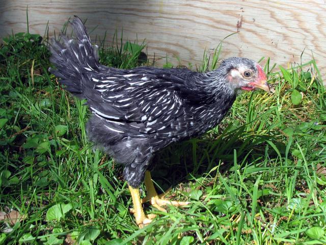 66612_chicken3.jpg