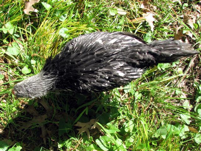 66612_chicken4.jpg