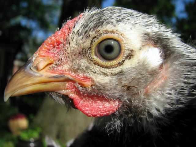 66612_chicken5.jpg