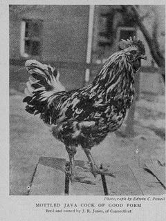 66619_javas_mottled_the_poultry_book_001.jpg