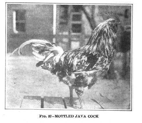 66619_mottledjavacock.jpg