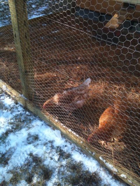 66692_day_after_snow_chickens.jpg