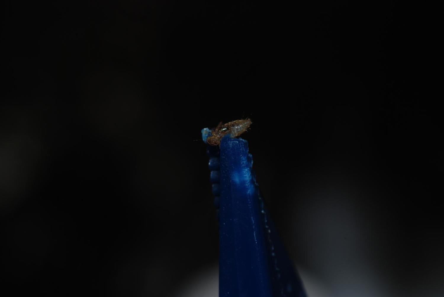 66694_dsc_3675_large.jpg