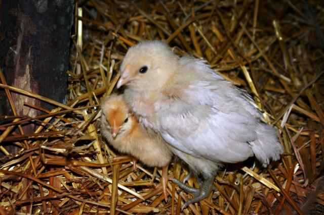 66702_2_chicks.jpg