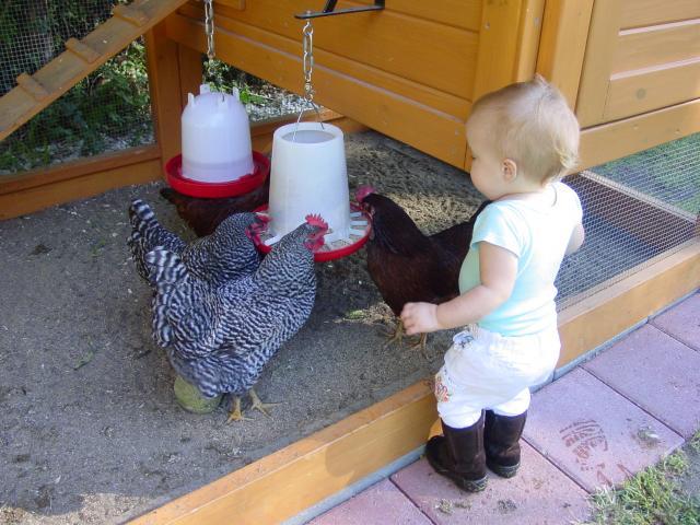 66725_09-29-10_genevieve_and_the_chickens_009.jpg
