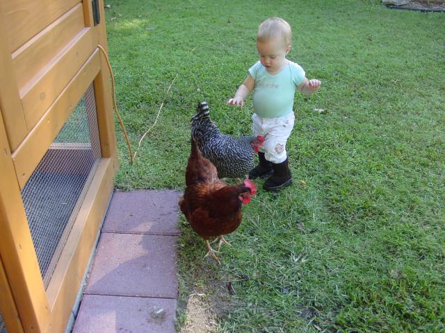 66725_09-29-10_genevieve_and_the_chickens_012.jpg
