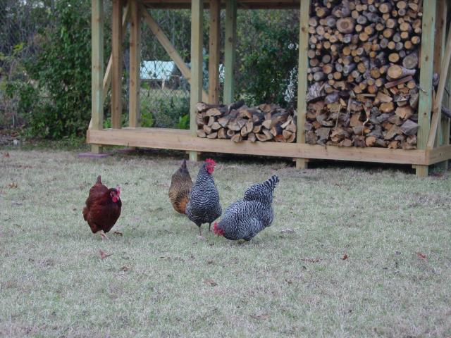 66725_chicken_shots_11-20-10_006.jpg