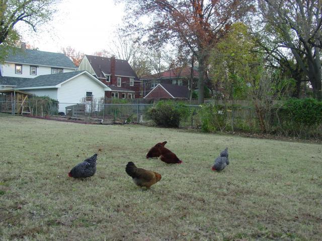 66725_chicken_shots_11-20-10_010.jpg