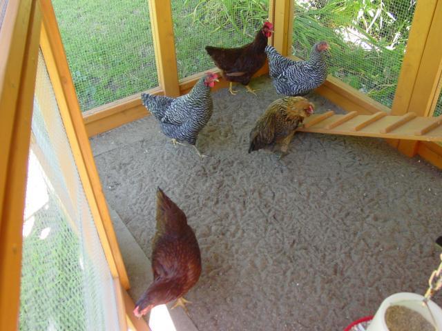 66725_garden_chickens_07-24-10_007.jpg