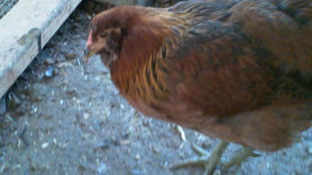 66738_100_0070.jpg