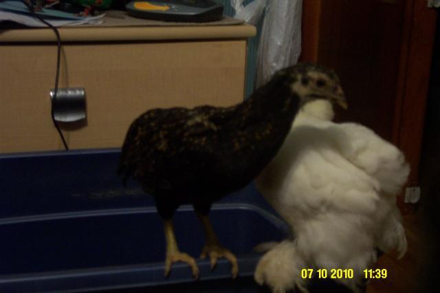 66746_chicks_again_013.jpg