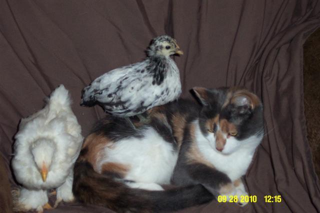 66746_chicks_and_kitty_002.jpg