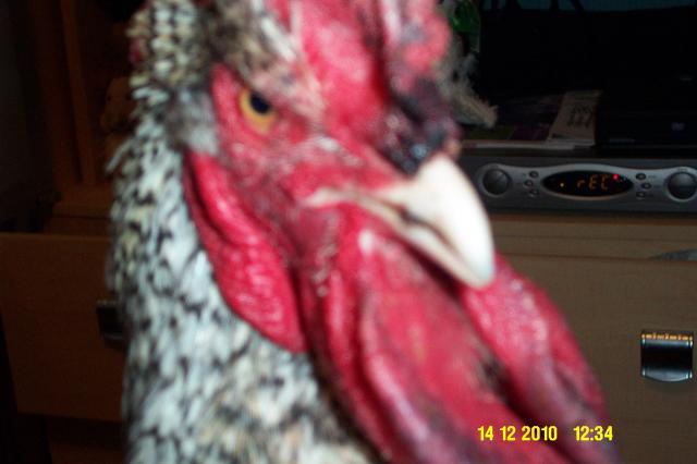 66746_rooster_face_001.jpg