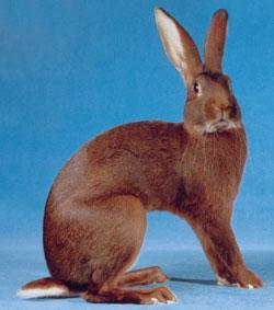 66758_belgian-hare-rabbit.jpg