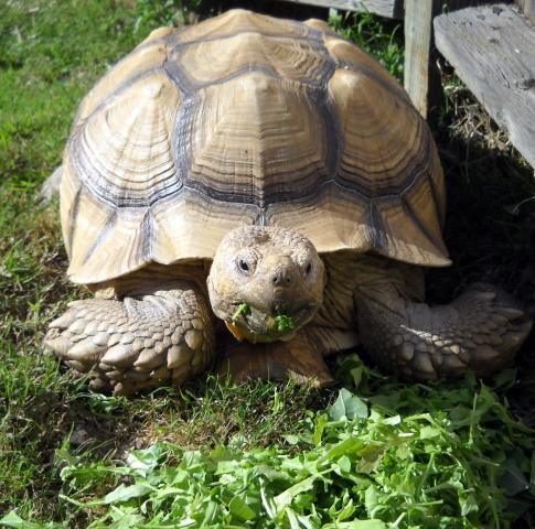 66758_turtle_eating_greens.jpg