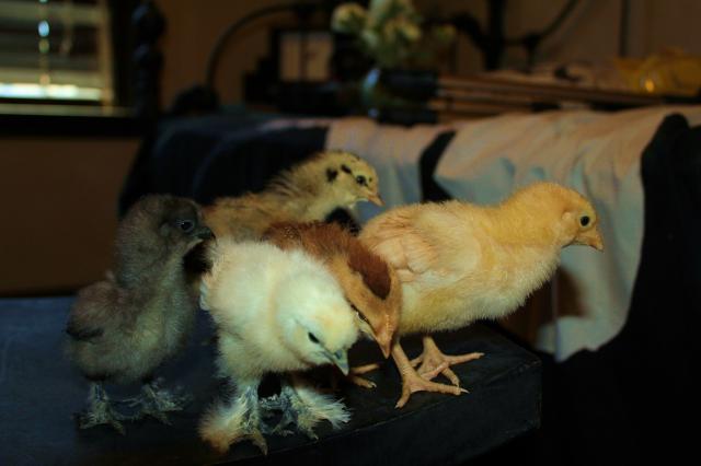 66791_chick3.jpg